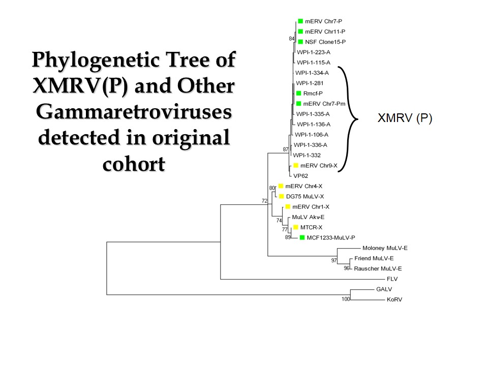 The Exotic Biology of XMRVsfinal slide 10